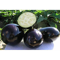 Насіння Баклажан Тиррріння F1, 15 насіння Nunhems, фото 3