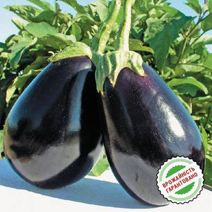 Насіння Баклажан Тиррріння F1, 15 насіння Nunhems, фото 2