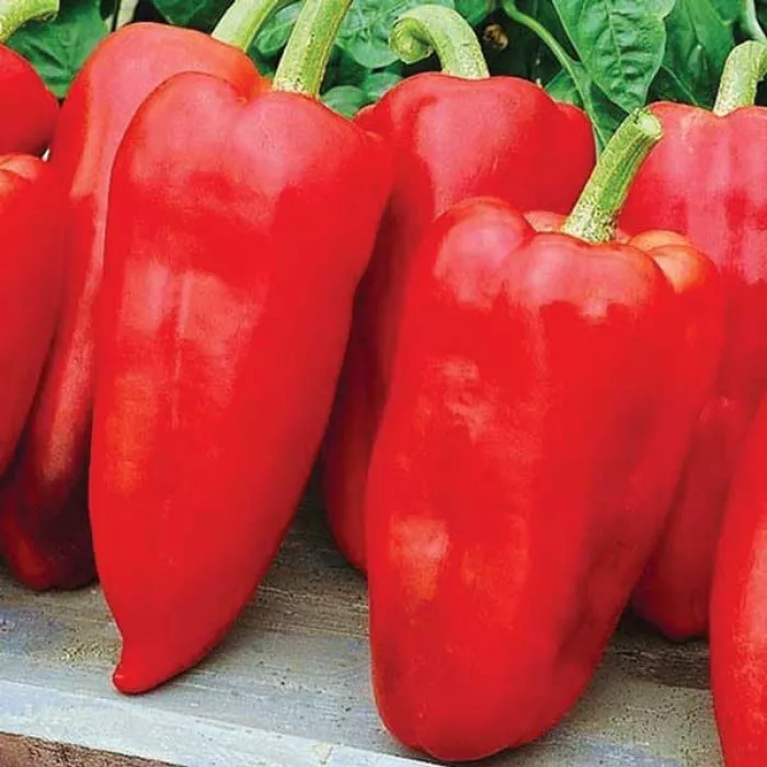 Політ (5 г) насіння перцю солодкого Елітний Ряд, фото 1