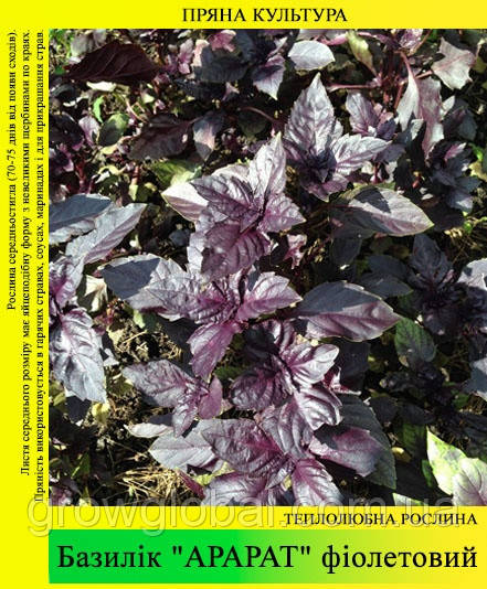 Насіння базиліка "Арарат" 200 г (фіолетовий)