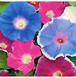 Іпомея Мереживо  0.5г / Hem Zaden, фото 2