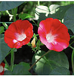 Іпомея Скарлетт О'Хара 0.5г / Hem Zaden, фото 2