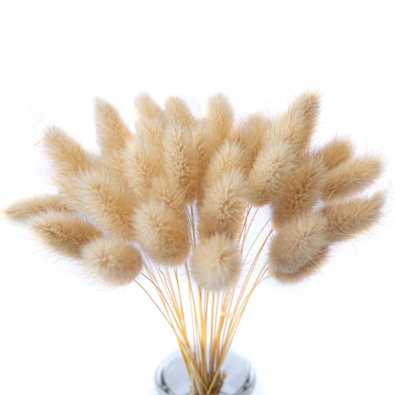 Лагурус декоративний (10 штук, кавовий)