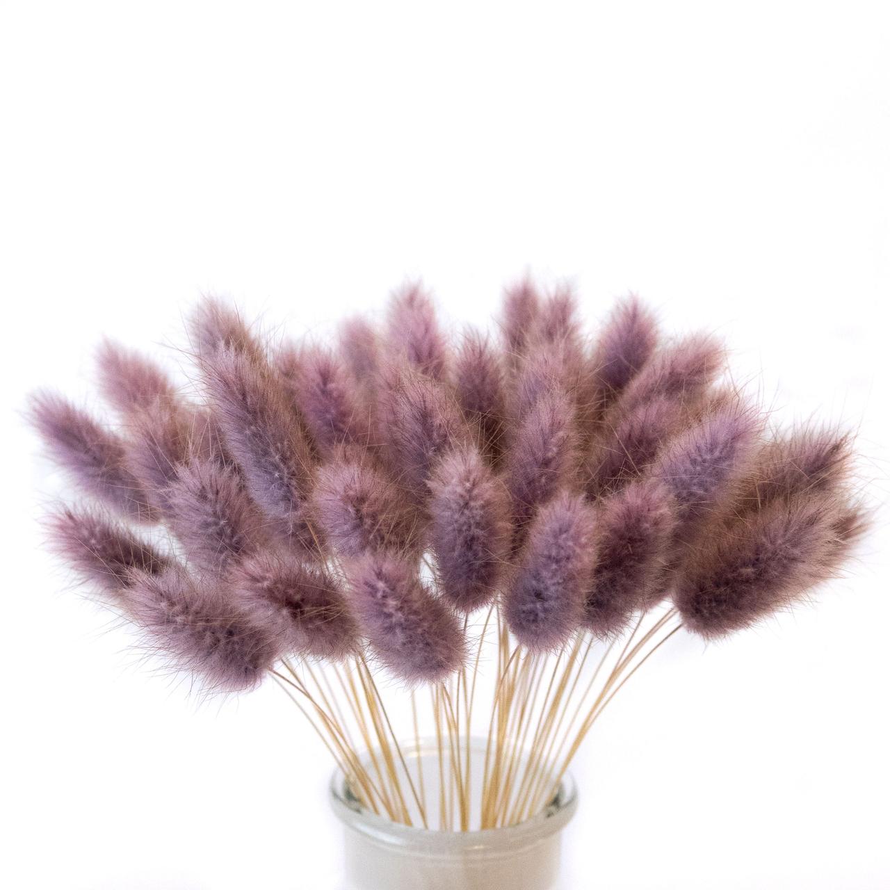 Лагурус декоративний (10 штук, фіолетовий)