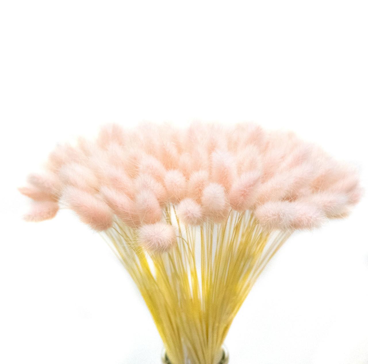 Лагурус декоративний (10 штук, св. рожевий)