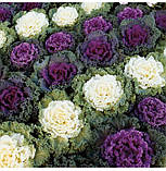 Капуста декоративна Нагоя 20шт / Sakata, фото 2