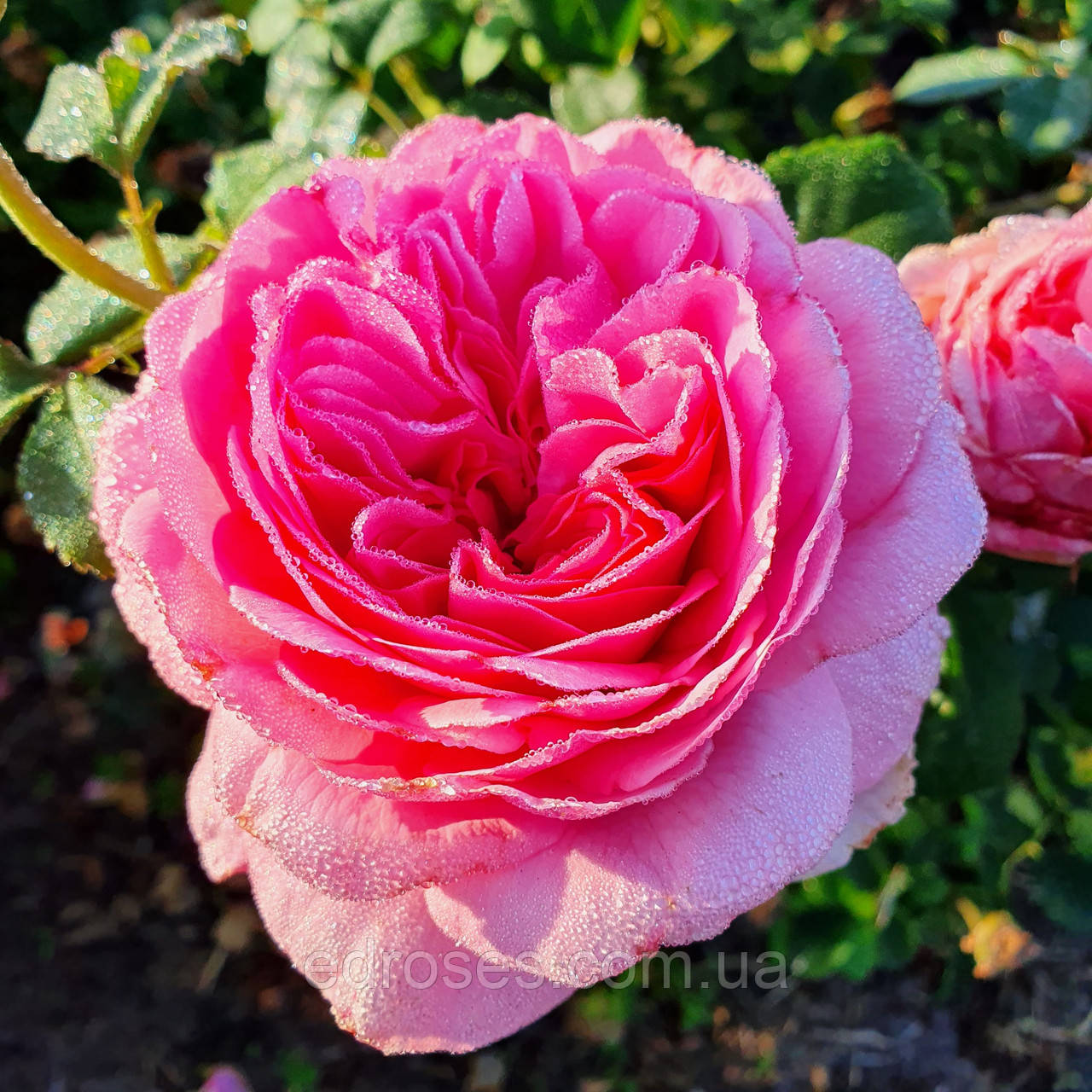 Ля Роз де Молінар (  La Rose de Molinard )