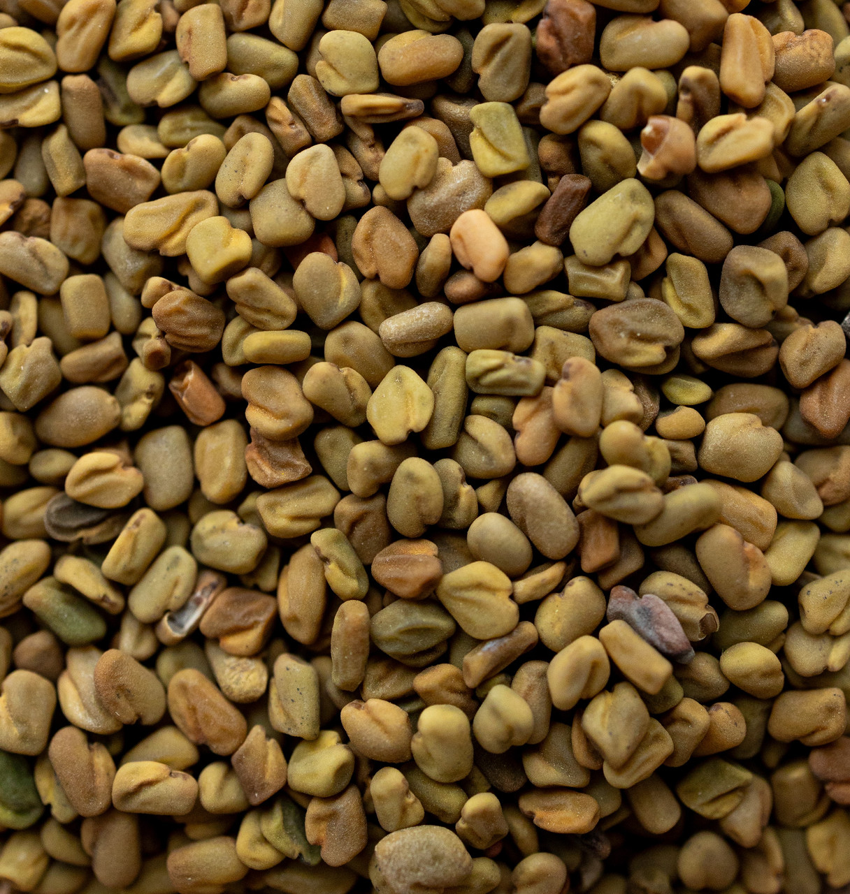 Пажитник цілий, фото 1