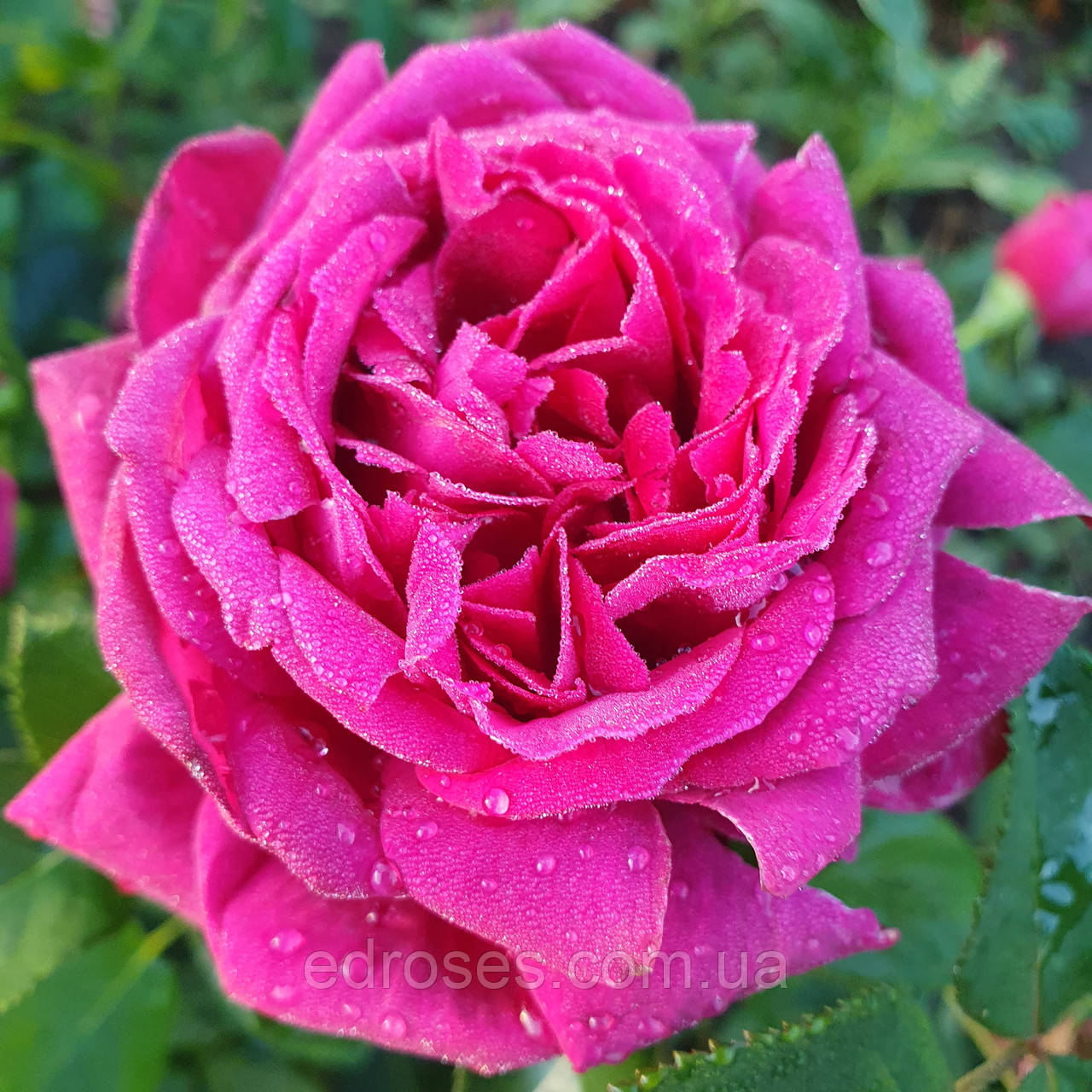 Мюррей Хед (Murray Head,PANmured), фото 1