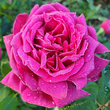 Мюррей Хед (Murray Head,PANmured)