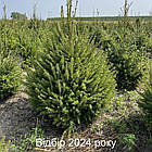 ЖИВА НОВОРІЧНА ЯЛИНА, ЗВИЧАЙНА, ВИСОТА 1.25 - 1.50 м. З АВСТРІЇ ТА ДАНІЇ, фото 8