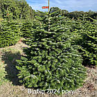 ЖИВА НОВОРІЧНА ЯЛИНА НОРДМАНА, ВИСОТА 1.5-1.75 м. З АВСТРІЇ ТА ДАНІЇ, фото 8