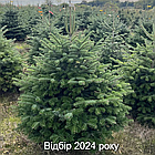 ЖИВА НОВОРІЧНА ЯЛИНА НОРДМАНА, ВИСОТА 1.25-1.5 м. З АВСТРІЇ ТА ДАНІЇ, фото 8