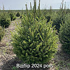 ЖИВА НОВОРІЧНА ЯЛИНА, ЗВИЧАЙНА, ВИСОТА 1.5-1.75 м. З АВСТРІЇ ТА ДАНІЇ, фото 7