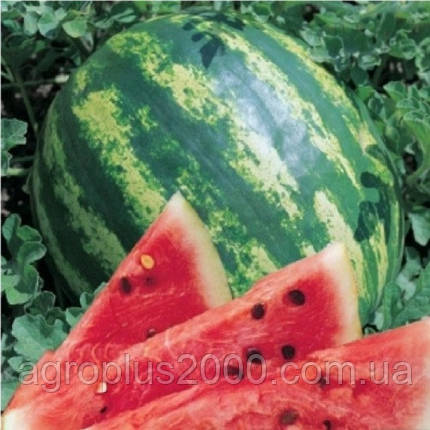 Насіння Кавун Кримсон Світ 0,5 кг United Genetics, фото 3