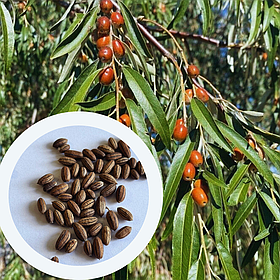 Джида насіння (50 шт) лох вузьколистий фінік морозостійкий Elaeágnus angustifolia