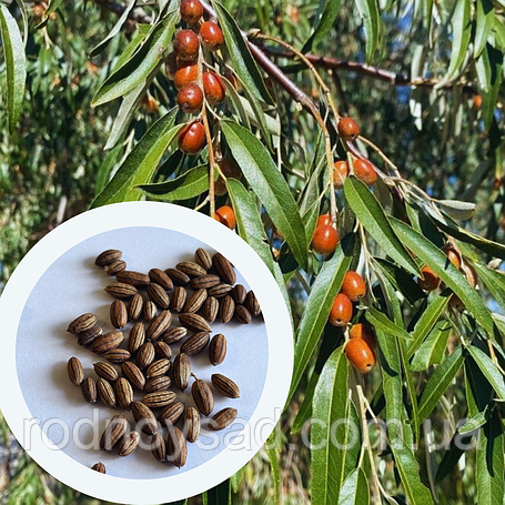 Насіння джиди