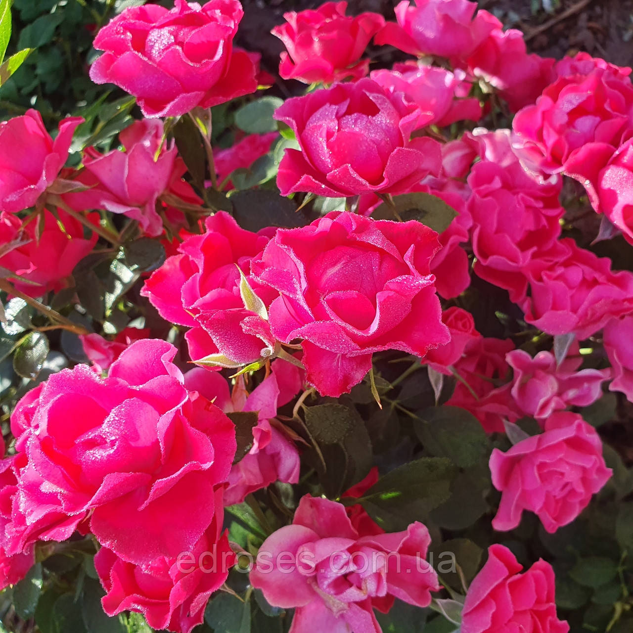 【2025年新作】 Forest (Pink Роуз Форест Пинк Rose): в цена продажа, その他