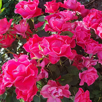 Пінк Форест Роуз (Pink Forest Rose)