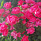 Пінк Форест Роуз (Pink Forest Rose), фото 8