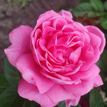 Анушка (Anuschka)