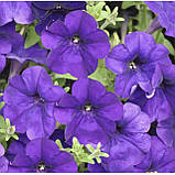 Петунія мультифлора Алдерман 0.2г / Hem Zaden, фото 2