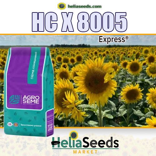 Насіння соняшнику гібрид НС Х 8005 соняшник під Гранстар, фото 1