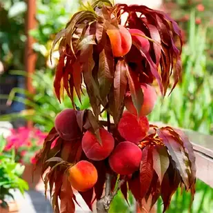 Саджанці Персика колоновидного червонолистого Бонфайр Патіо - середнього терміну, солодкий, морозостійкий