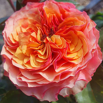 Кенсінгтон Гарден (Kensington Gardens)