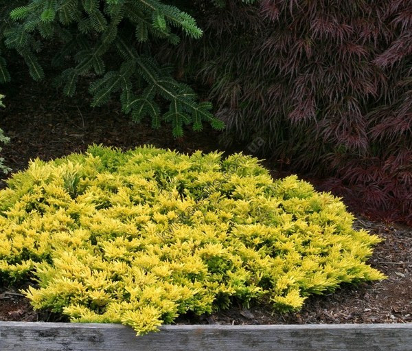 Ялівець горизонтальний Golden Carpet 2 річний, Можжевельник горизонтальный Голден Карпет Juniperus Golden