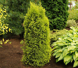 Ялівець звичайний Gold Cone 3 річний, Ялівець звичайний Голд Кон, Juniperus communis Gold Cone, фото 3