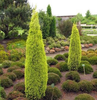 Ялівець звичайний Gold Cone 3 річний, Ялівець звичайний Голд Кон, Juniperus communis Gold Cone, фото 2