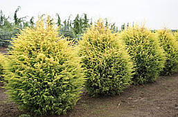 Ялівець звичайний Gold Cone 3 річний, Ялівець звичайний Голд Кон, Juniperus communis Gold Cone, фото 2