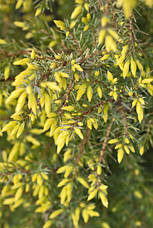 Ялівець звичайний Gold Cone 3 річний, Ялівець звичайний Голд Кон, Juniperus communis Gold Cone, фото 3