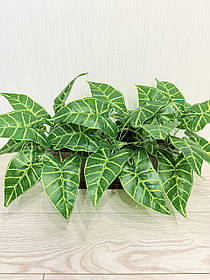 Штучний кущ - сингоніум . Рослина декоративна ( 33 см )