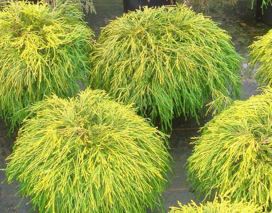 Кипарисовик горіхоплідний Sungold 4 річний, Кипарисовик горохоплодный Санголд, Chamaecyparis pisifera Sungold