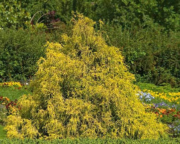 Кипарисовик горіхоплідний Sungold 3 річний, Кипарисовик горохоплодный Санголд, Chamaecyparis pisifera Sungold, фото 3