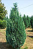 Кипарисовик Лавсона Ellwoodii 3 річний, Кипарисовик Лавсона Элвуди, Chamaecyparis lawsoniana Ellwoodii, фото 9
