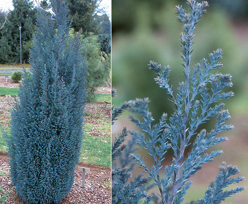 Кипарисовик Лавсона Blue Surprise 2 річний, Кипарисовик Лавсона Блю Сюрпрайз, Chamaecyparis Blue Surprise