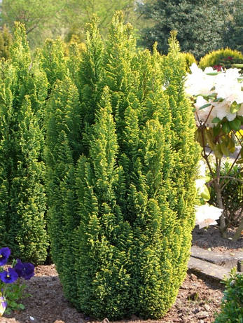 Кипарисовик лавсона Ellwoods Gold 2 річний, Кипарисовик Лавсона Элвуди Голд, Chamaecyparis Ellwoods Gold, фото 1