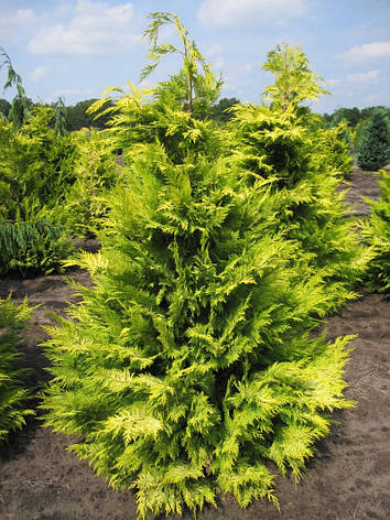 Кипарисовик Лавсона Golden Wonder 3 річний, Кипарисовик Лавсона Голден Вондер, Chamaecyparis Golden Wonder, фото 3
