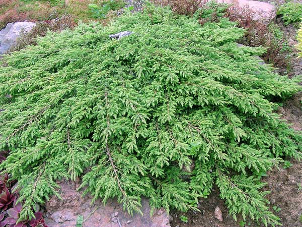 Ялівець звичайний Green Carpet 2 річний, Ялівець звичайний Грін Карпет Juniperus communis Green Carpet
