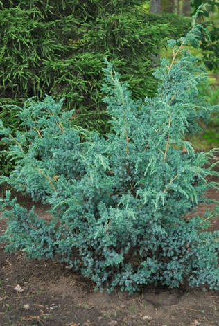 Ялівець китайський Blue Alps 4 річний, Ялівець китайський Блю Альпс, Juniperus chinensis Blue Alps, фото 1