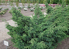 Ялівець китайський Blue Alps 4 річний, Ялівець китайський Блю Альпс, Juniperus chinensis Blue Alps, фото 4
