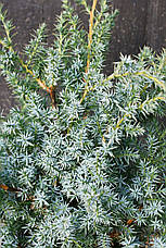 Ялівець китайський Blue Alps 4 річний, Ялівець китайський Блю Альпс, Juniperus chinensis Blue Alps, фото 6
