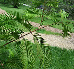 Метасеквоя гліптостробусова 2 річна, Метасеквойя глиптостробоидная, Metasequoia glyptostroboides, фото 6