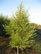 Модрина європейська 3 річна, Модрина європейська, Larix decidua, фото 3