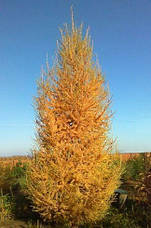 Модрина європейська 3 річна, Модрина європейська, Larix decidua, фото 4