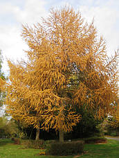 Модрина європейська 3 річна, Модрина європейська, Larix decidua, фото 5