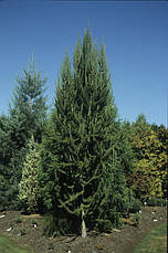Модрина європейська 3 річна, Модрина європейська, Larix decidua, фото 6